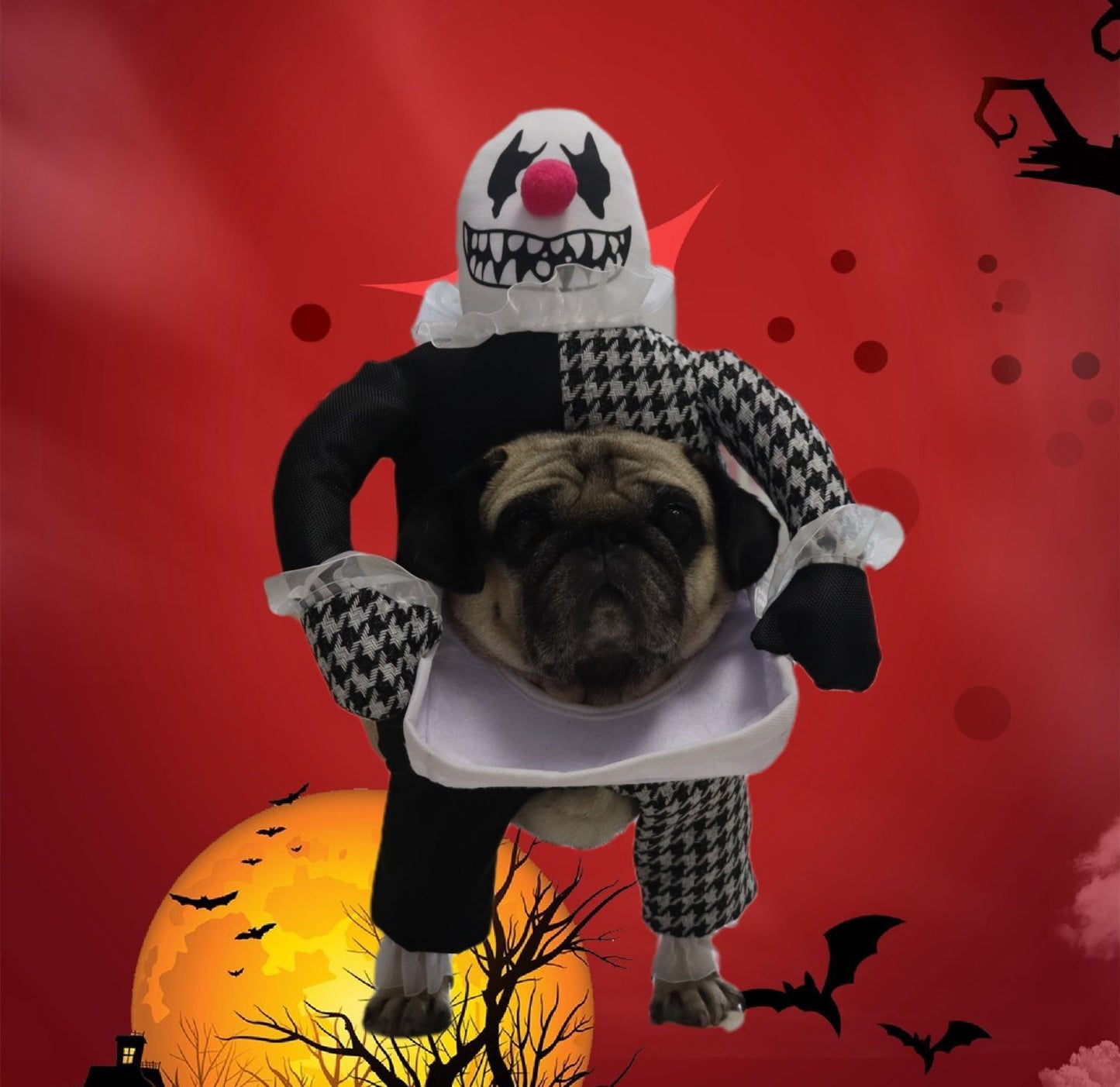 Costume d'Halloween pour animaux de compagnie, accessoires photo, transformation de démon
