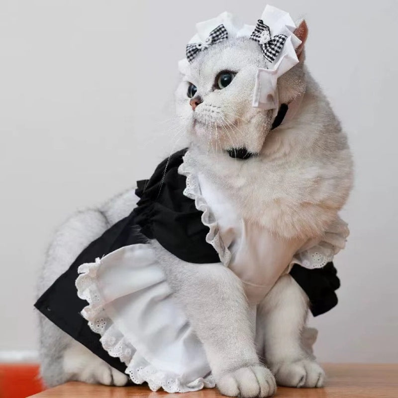 Los gatos se transforman en lindos vestidos de princesa